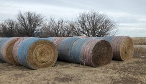 Round hay bales in rows