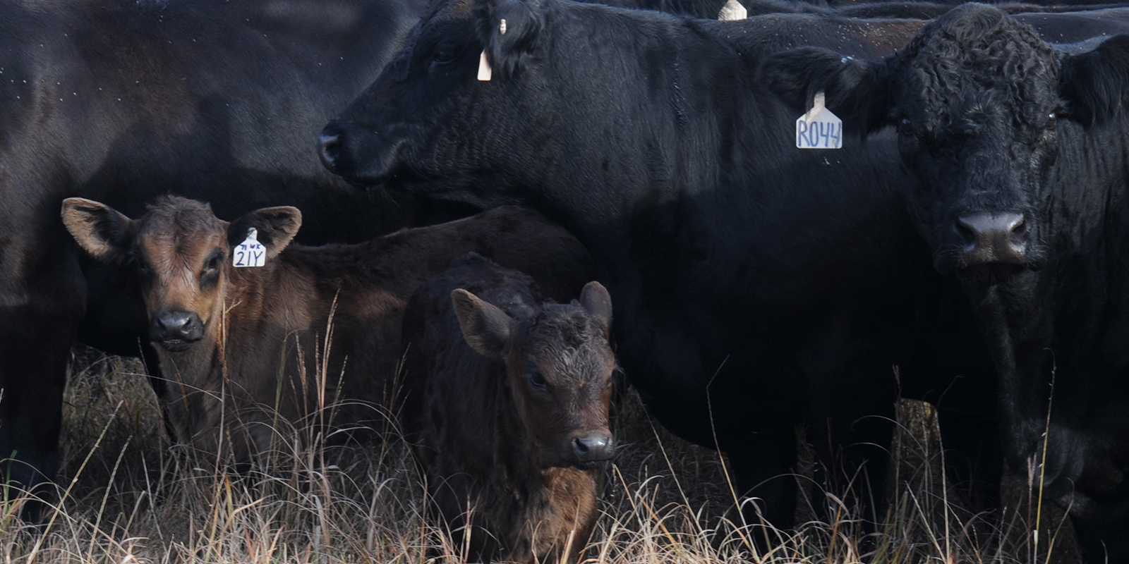 Cattle in Kansas