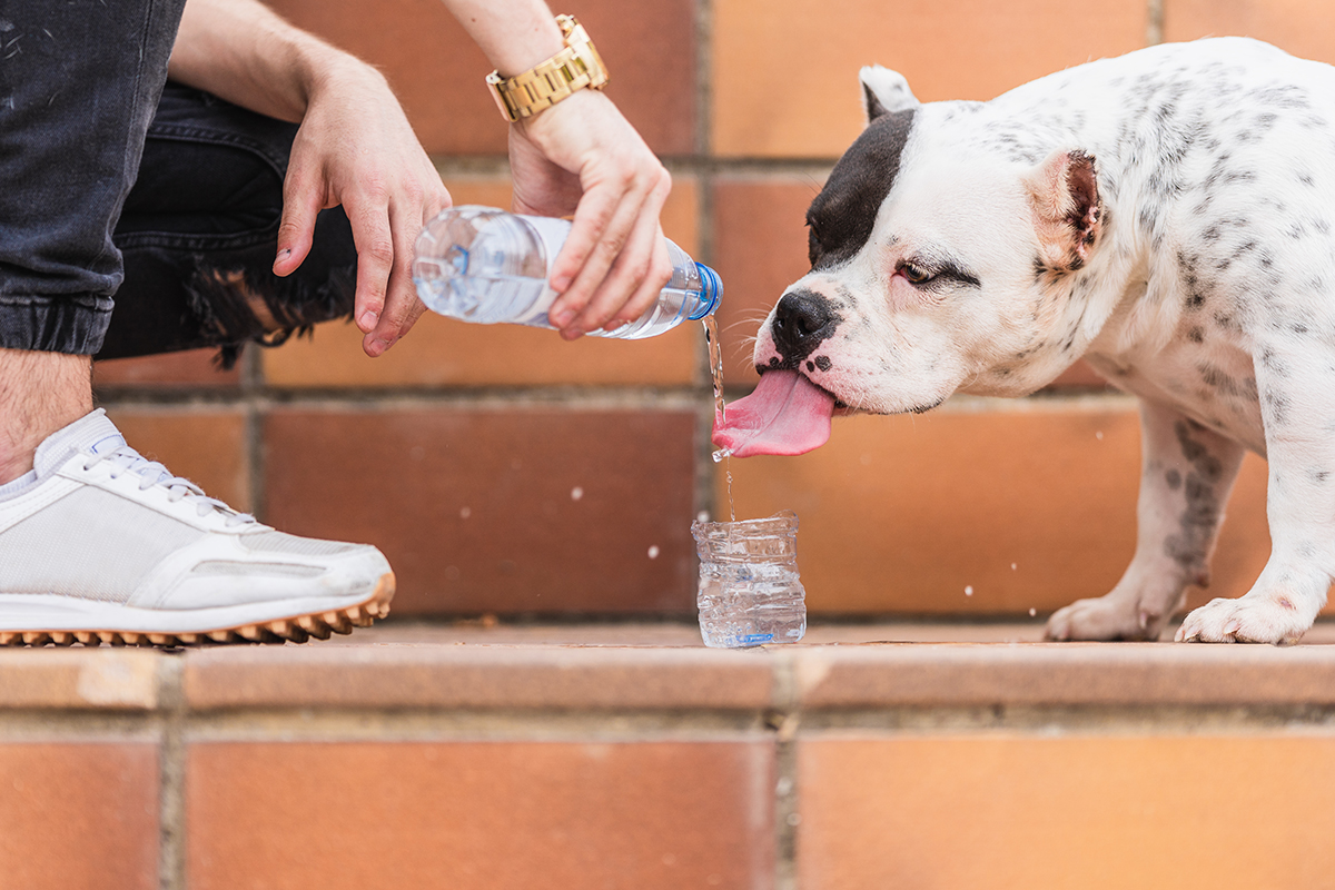 A white dog with a black spot on its face and some gray spots on its body drinks water from a person tipping over a water bottle. The dog's tongue is out as it drinks the water.