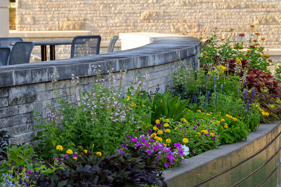 Purple and yellow flowers bloom near a limestone wall on a university campus 