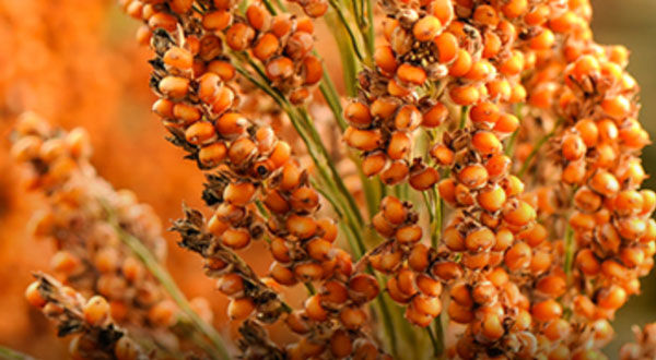 orange sorghum 