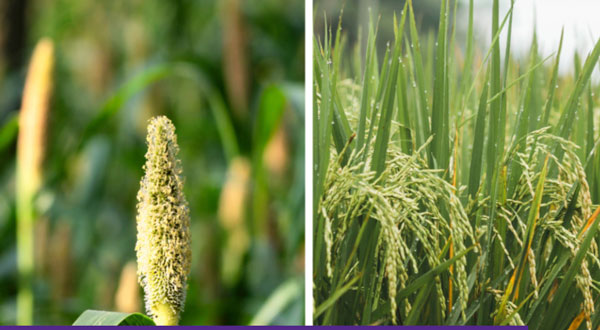 Crops with green and yellow