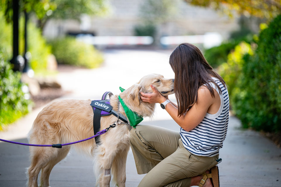 Golden retreiver receives pets from a student