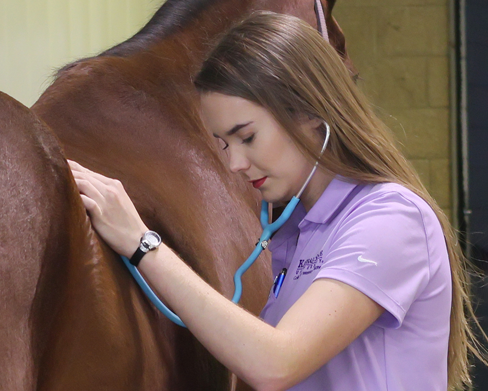 A veterinary medicine student in a lavender polo examines a horse with a stethescope.