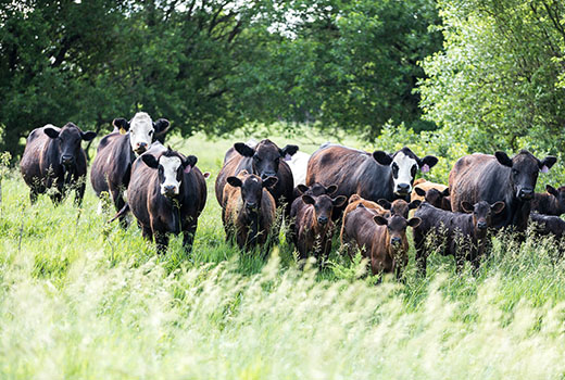 A herd of cows stands in a field facing the camera. 