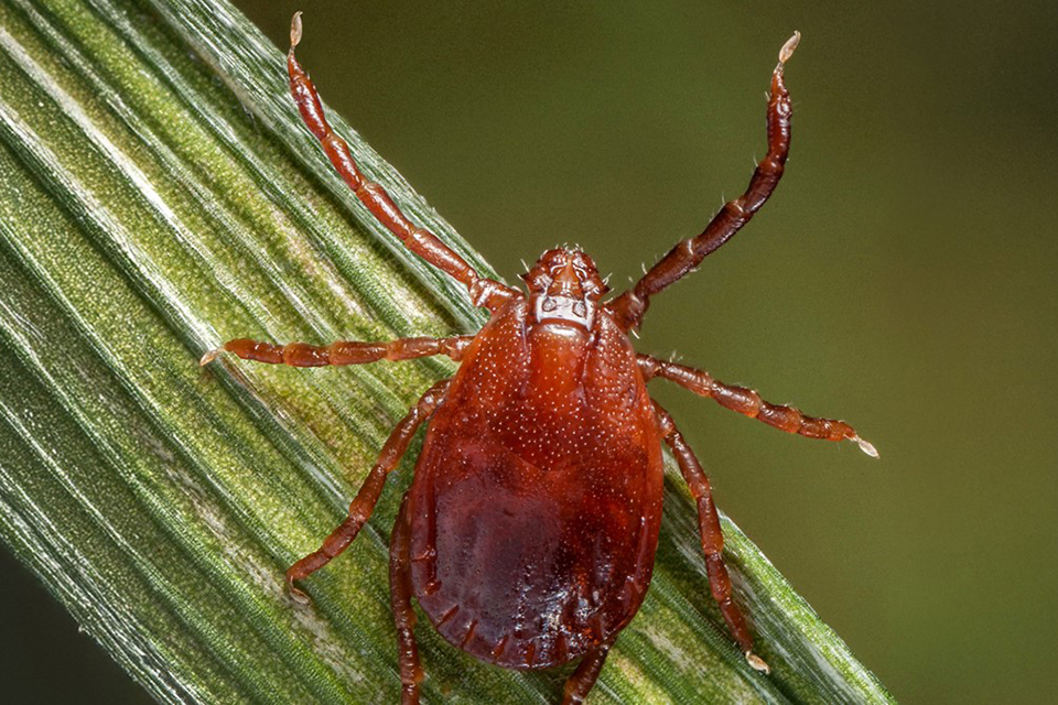 Alt description here