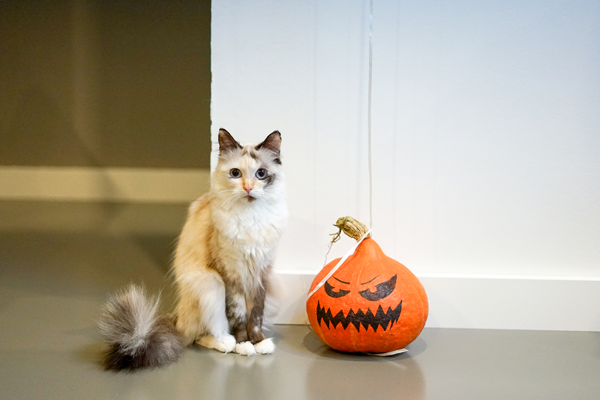Young cat sitting next to a jack o'lantern