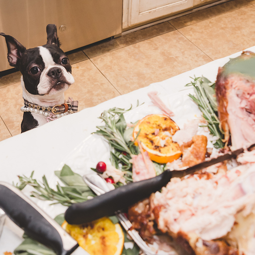 K-State veterinarian shares Thanksgiving pet safety reminders