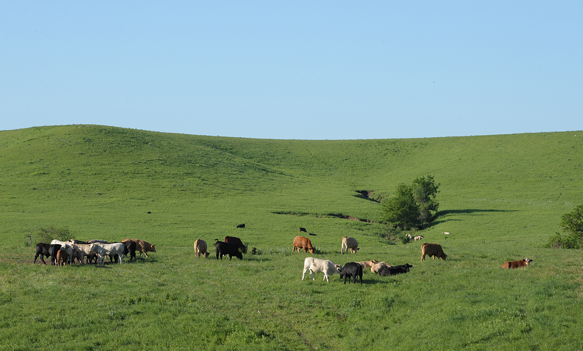 Black, brown and white cattle are shown grazing in a green, hilly pasture set against a clear, light-blue sky.