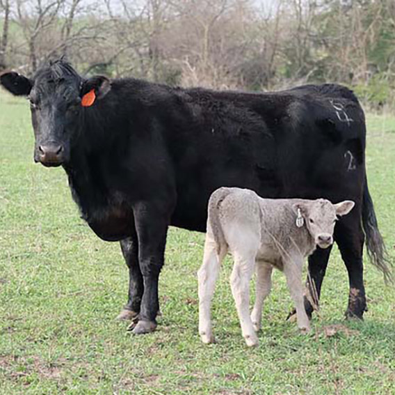 A black cow and a white calf stand in a green pasture with woody plants in the background.