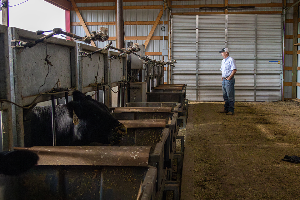 farmer in a barn loking at feed bin