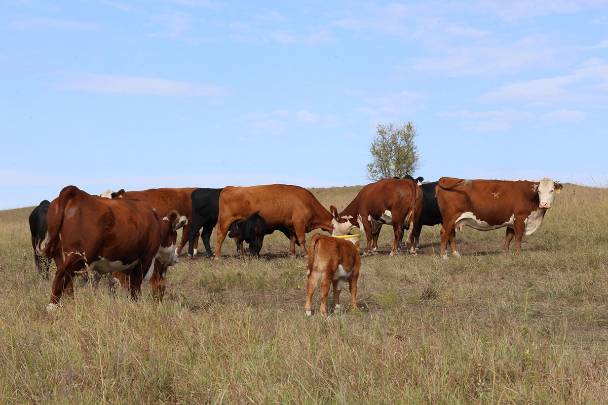 Cattle graze in a field