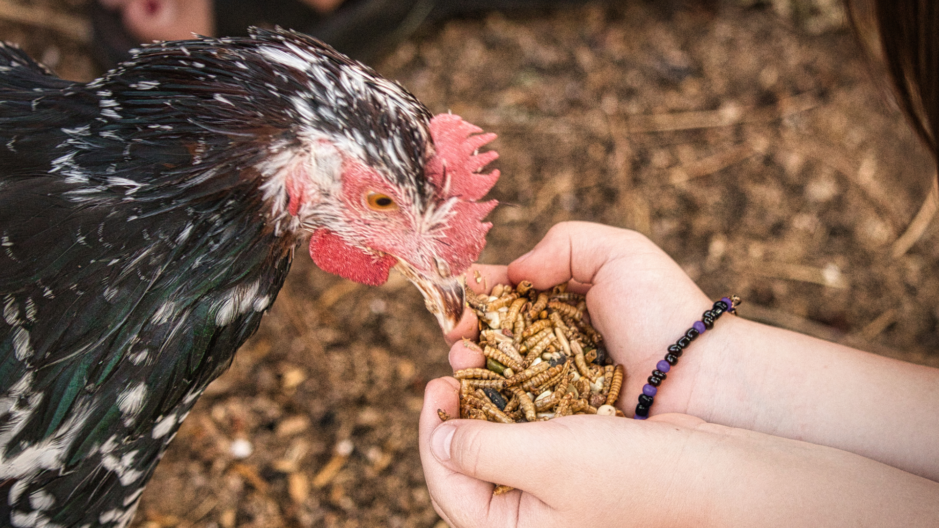 A close-up photo of a black and white chicken with a red crown eating dried mealworms out of a person's hand.