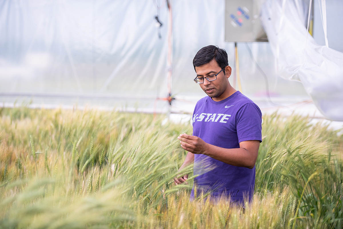 A man in a purple K-State t-shirt stands in a greenhouse among green and yellow stalks of wheat.