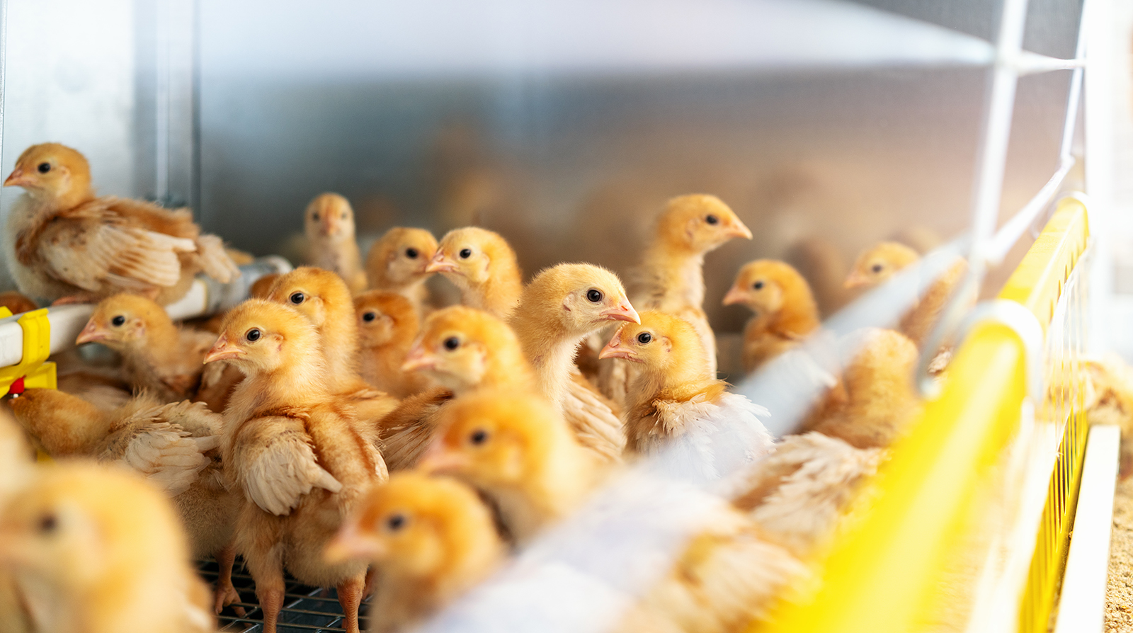 Several yellow chicks peer over the side of a container of straw.