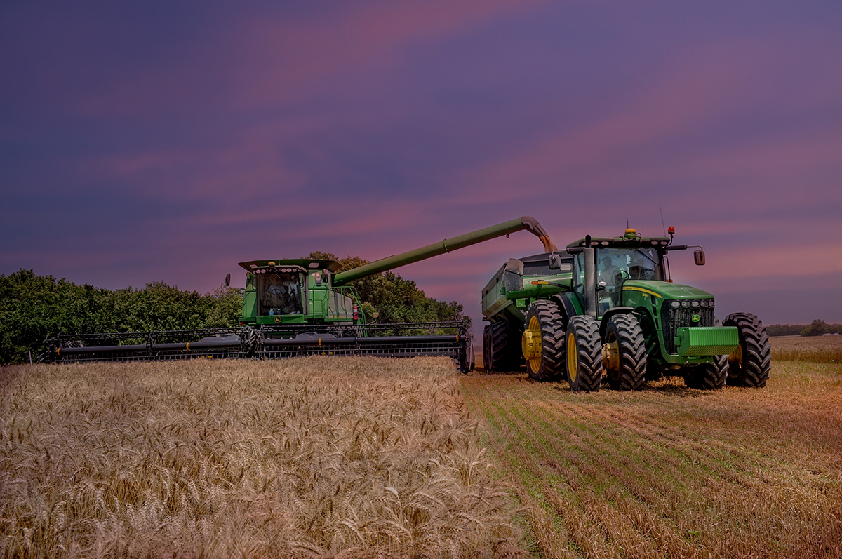 A combine is harvesting wheat and distributing it to a tractor in a field at dusk, with a beautiful periwinkle sky filled with pink hazy clouds.