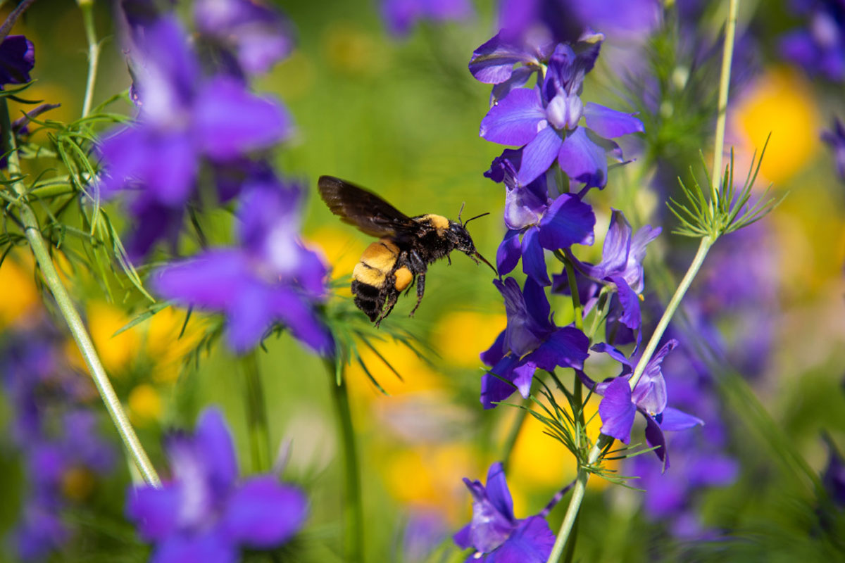 A bee hovers near purple flowers 