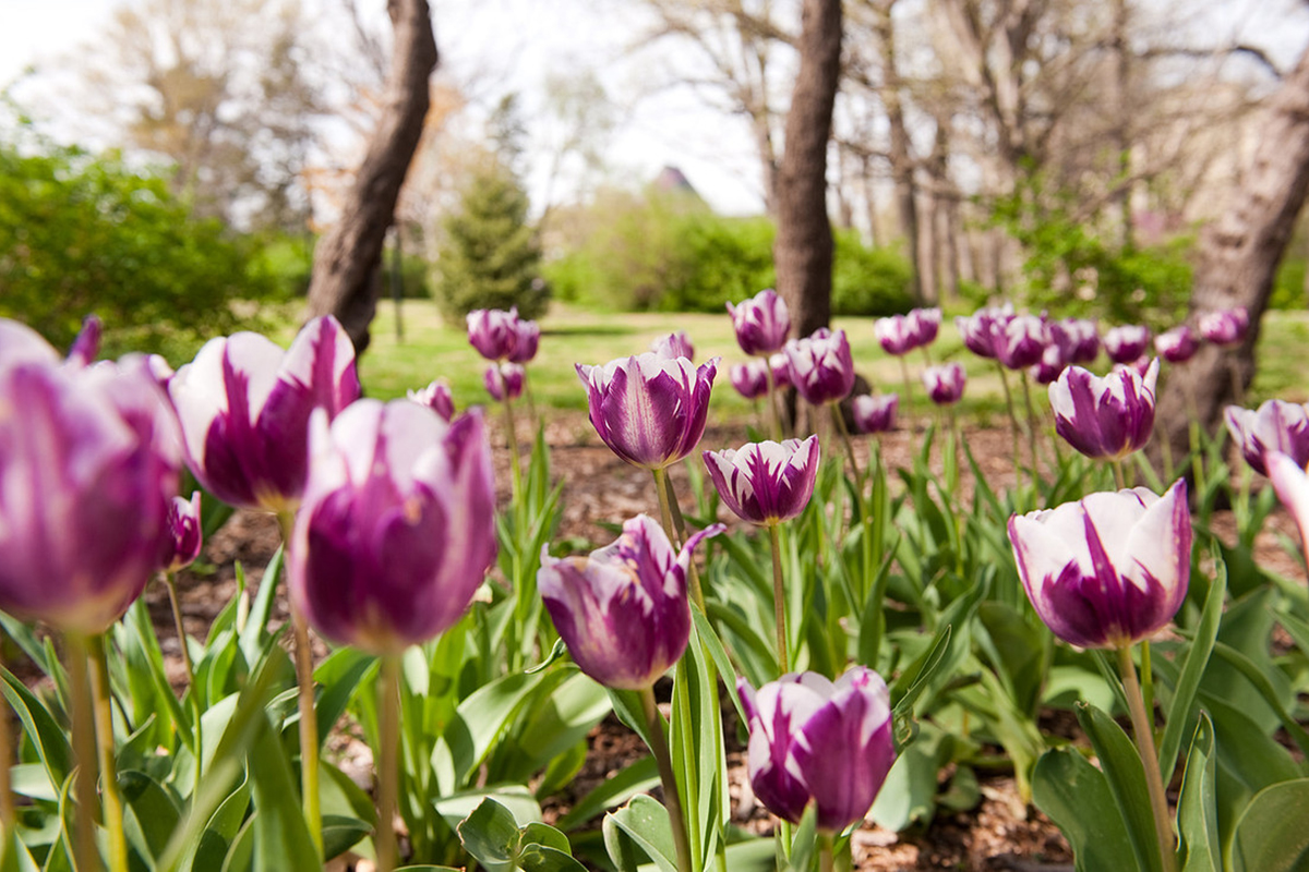 Pink tulips grow on a college campus.