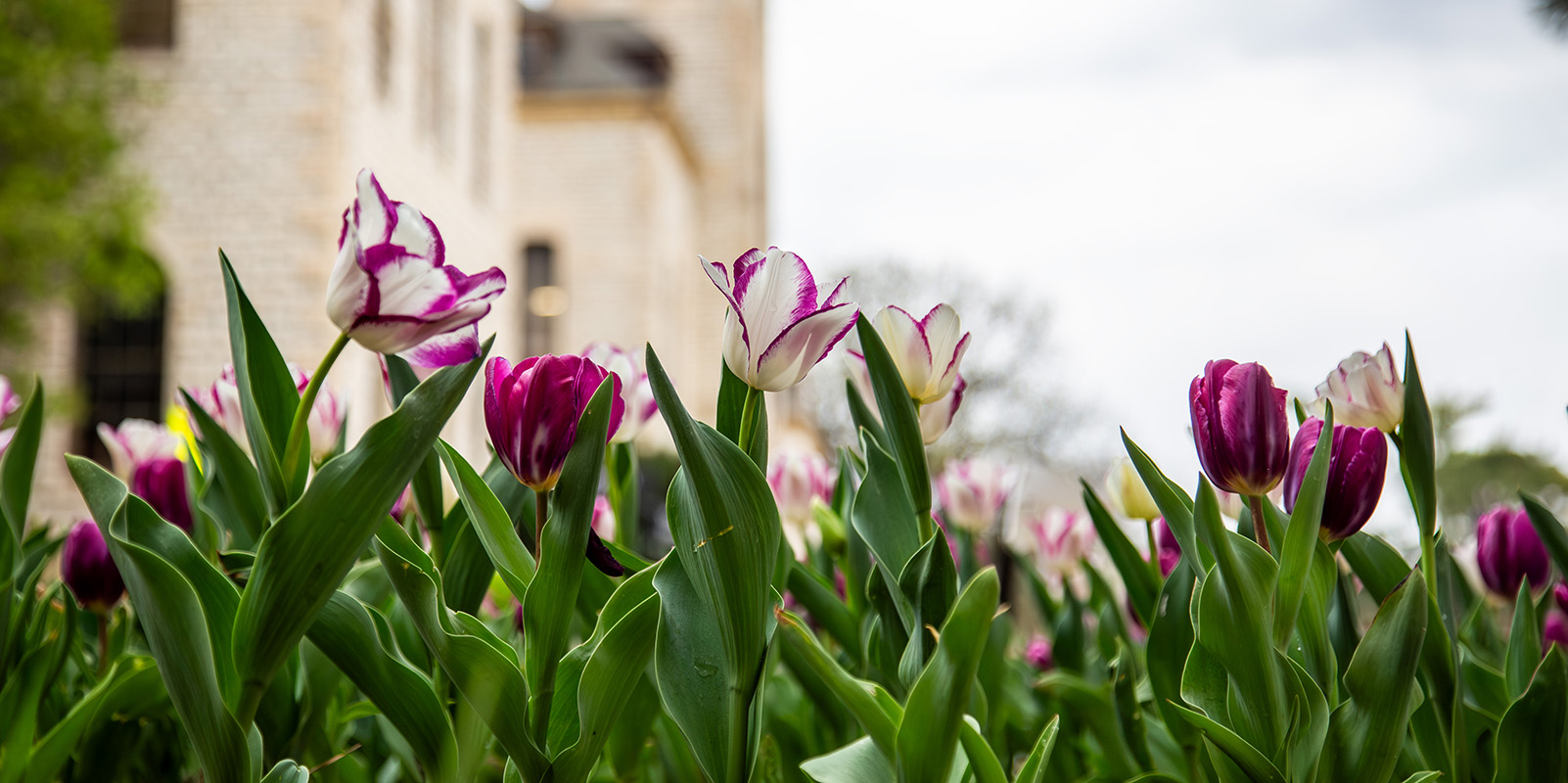 Purple tulips bloom in the foreground as a limestone college tower rises over the far background.