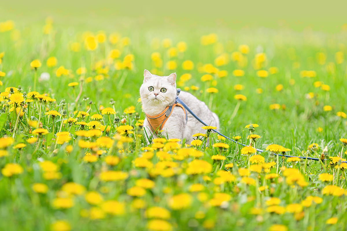 A white cat wearing an orange harness stands in a field of yellow dandelions