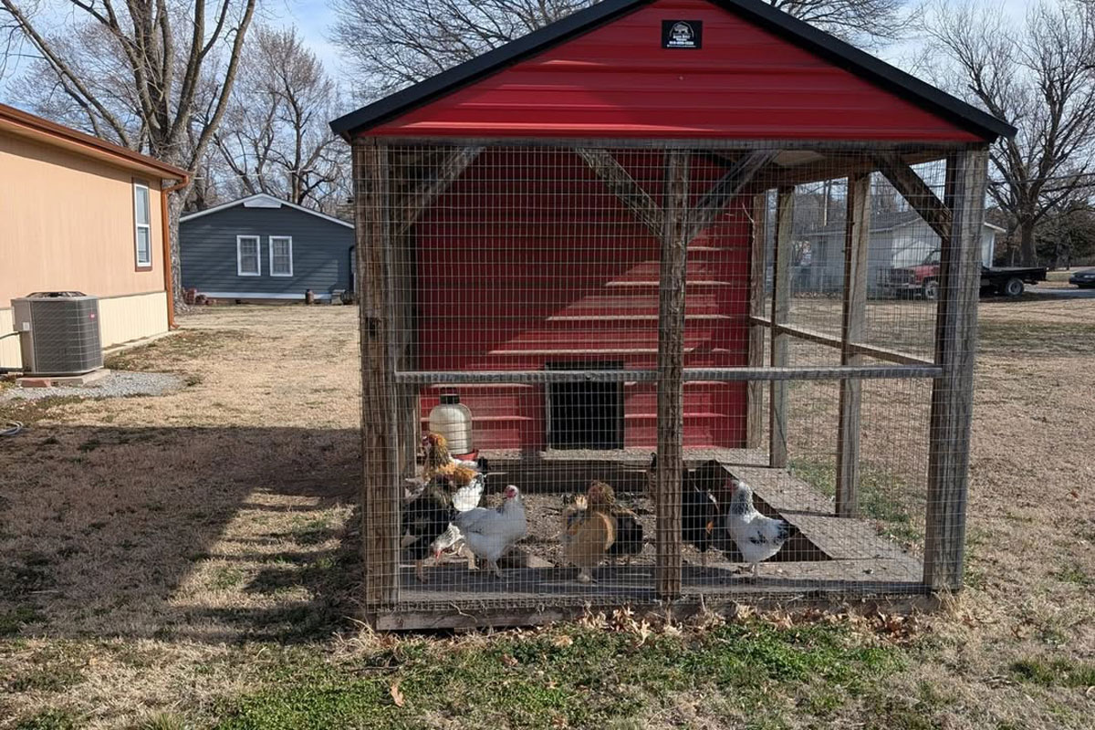A handful of chickens are shown in a small coop in a residential area. The coop has has a red roof, and houses can be seen in the background.
