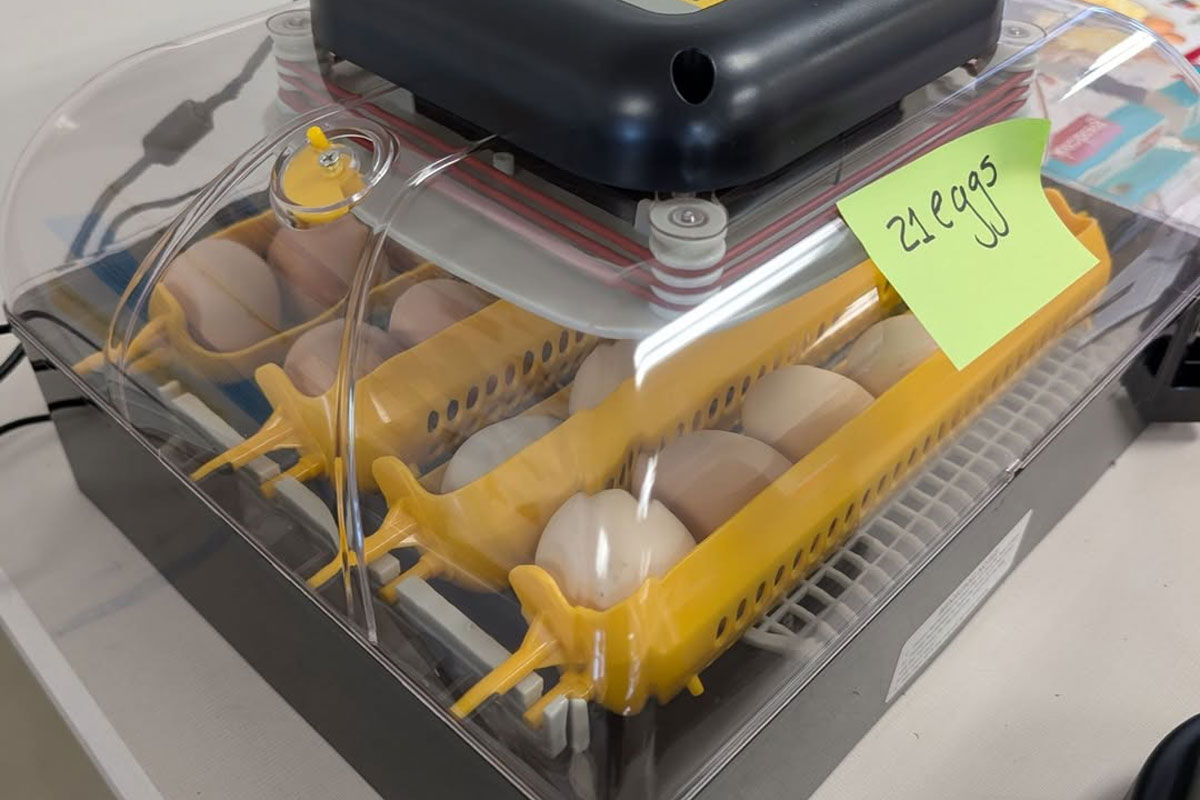 A close-up shot of eggs in an incubator shows four rows of eggs that can be seen through the clear glass on the top of the incubator device. There's a green post-it note that says 21 eggs.