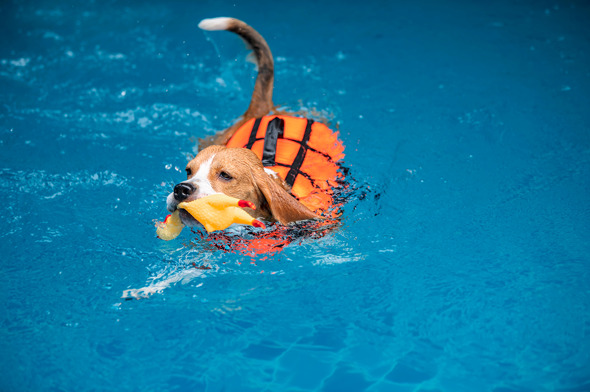 A beagle wearing an orange life jacket swims in a blue pool with a yellow chicken toy in its mouth.