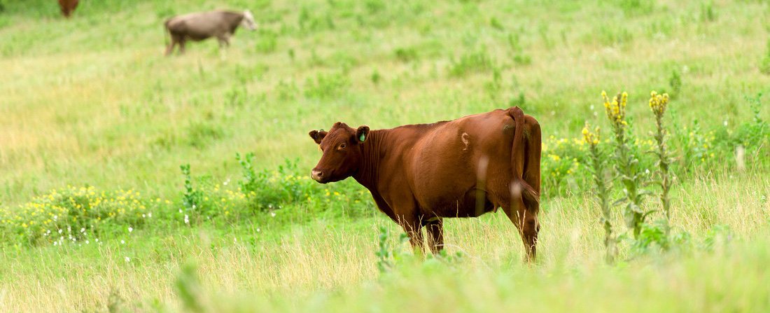 A red cow stands in a field of green grass.