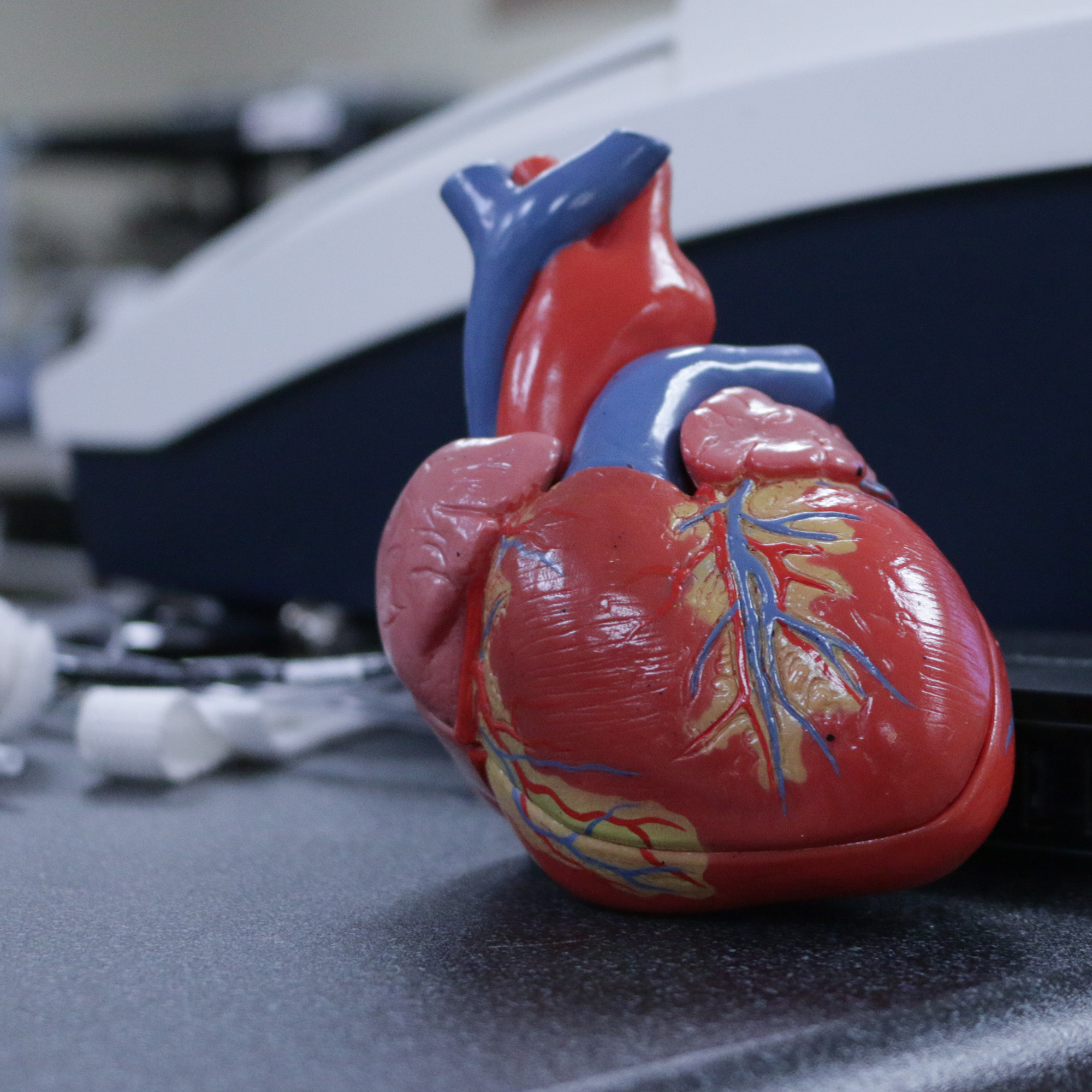 A plastic model of a human heart sits on a research lab counter.
