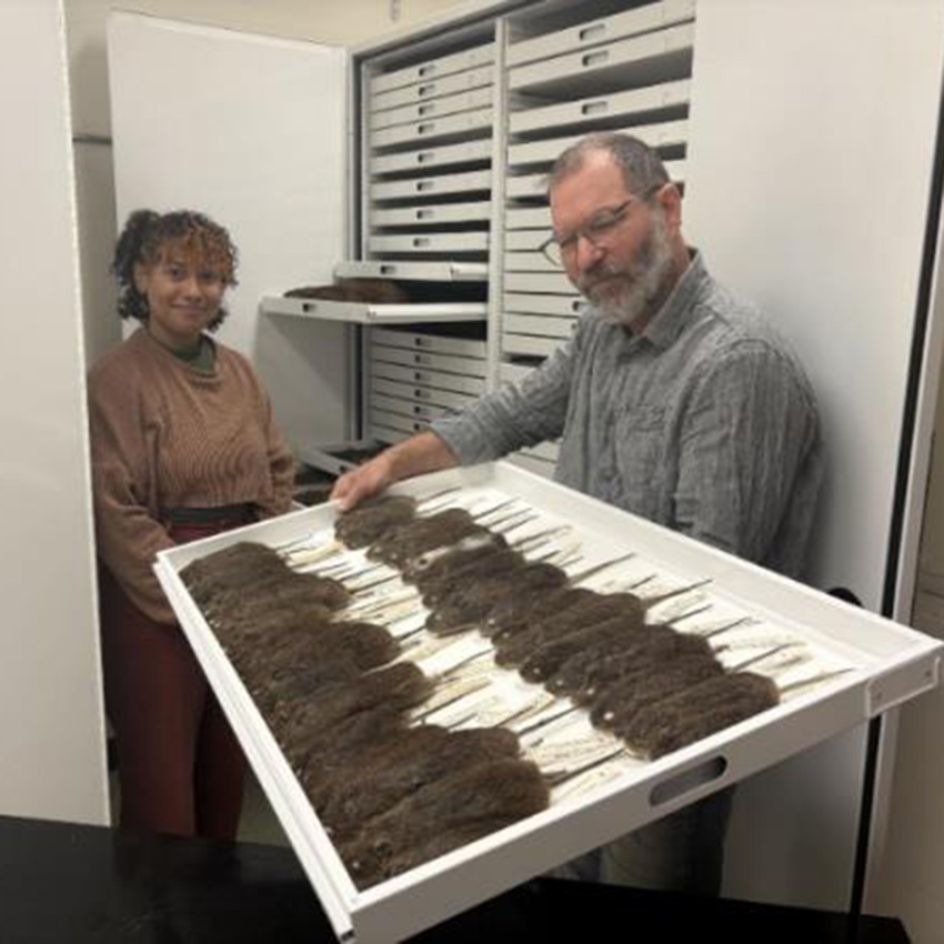 Two people stand beside an open museum specimen cabinet drawer displaying rows of preserved small rodents. 