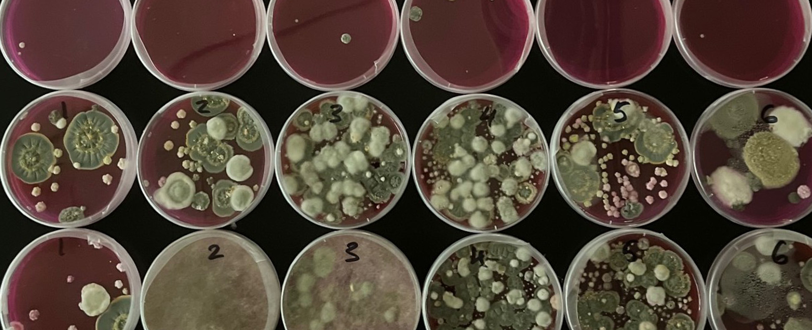Rows of red petri dishes successively show increasing amounts of brownish-green mold, from left to right.