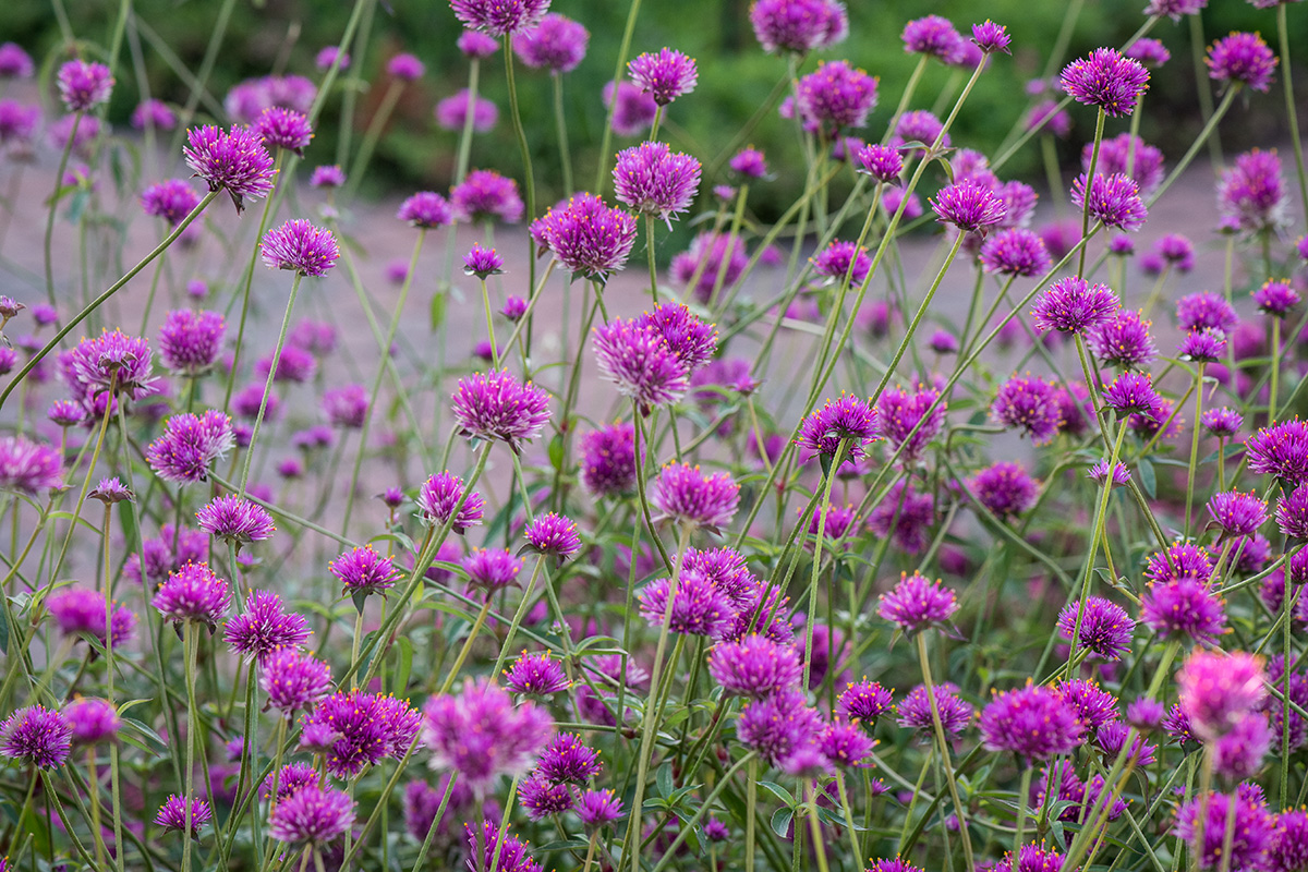 A field of small purple flowers with thin green stems.
