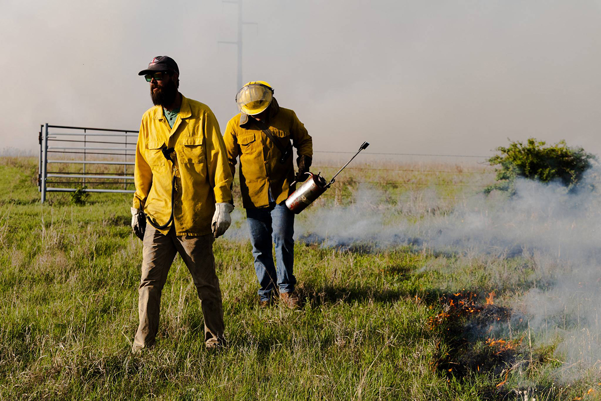 Two men in yellow firefighting gear walk through a prairie of tall grass and set fire to it.