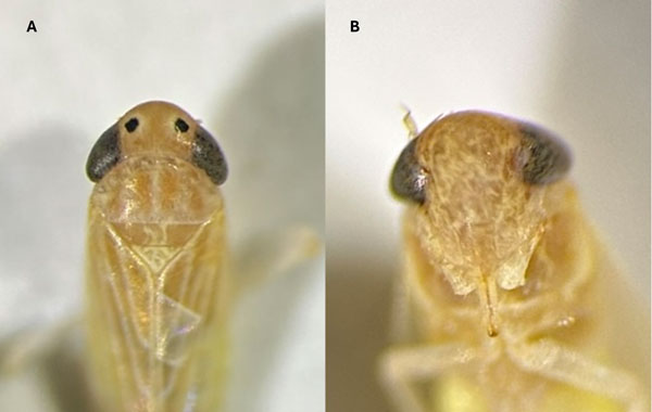 A close-up comparison of a corn leafhopper from above and below, a yellowish insect with black eyes.