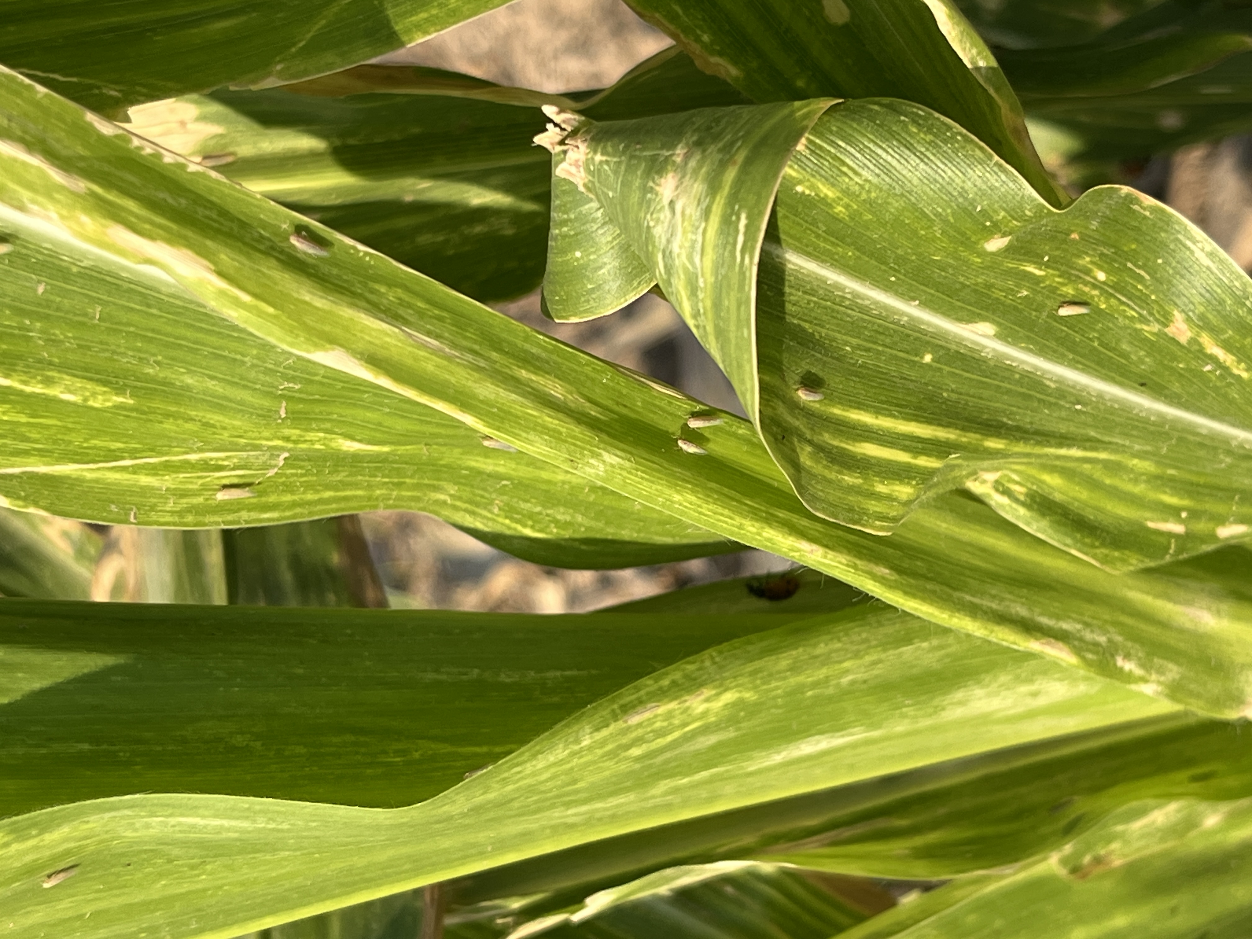 A green corn plant is shown with some small yellow bugs.