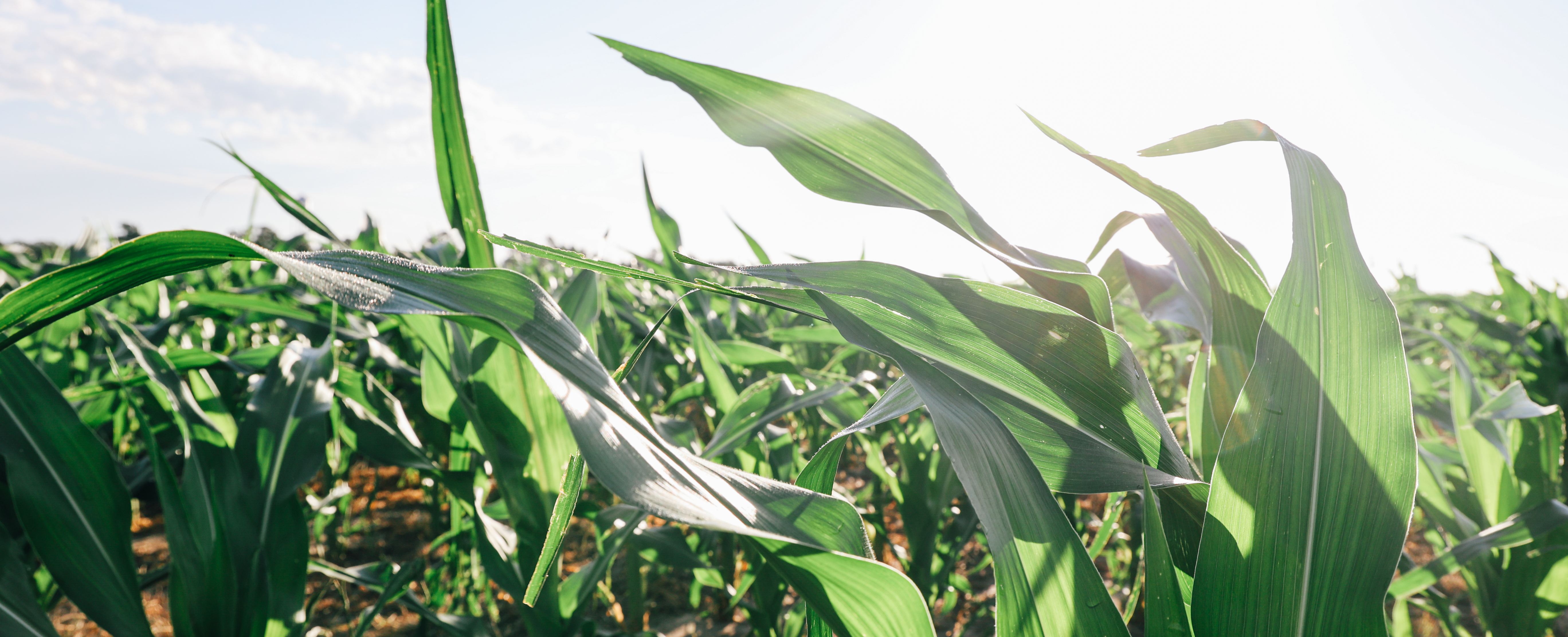 Green corn plants are shown against a blue sky.