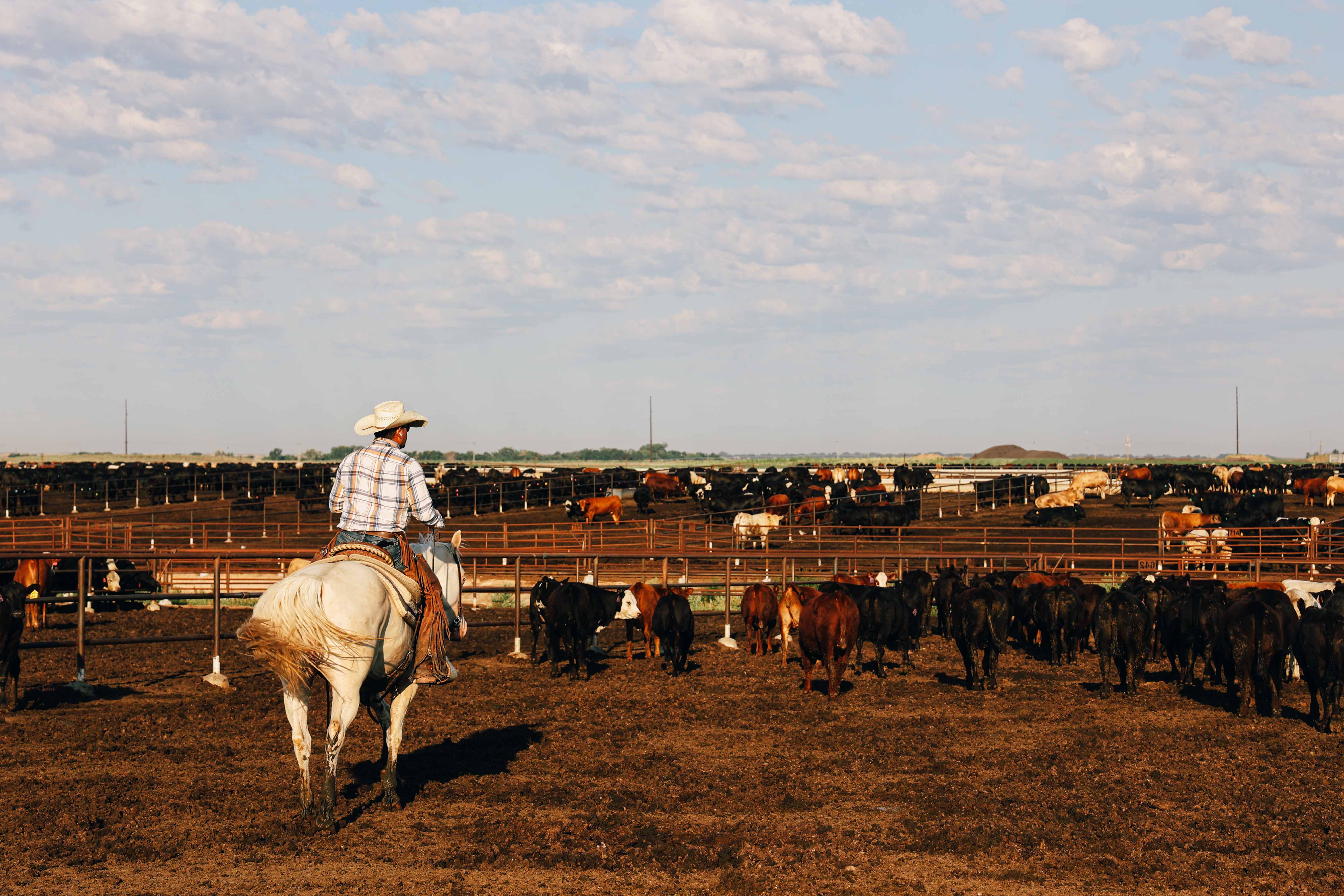 A man on a white horse is in a cattle pen with many black and red cattle.