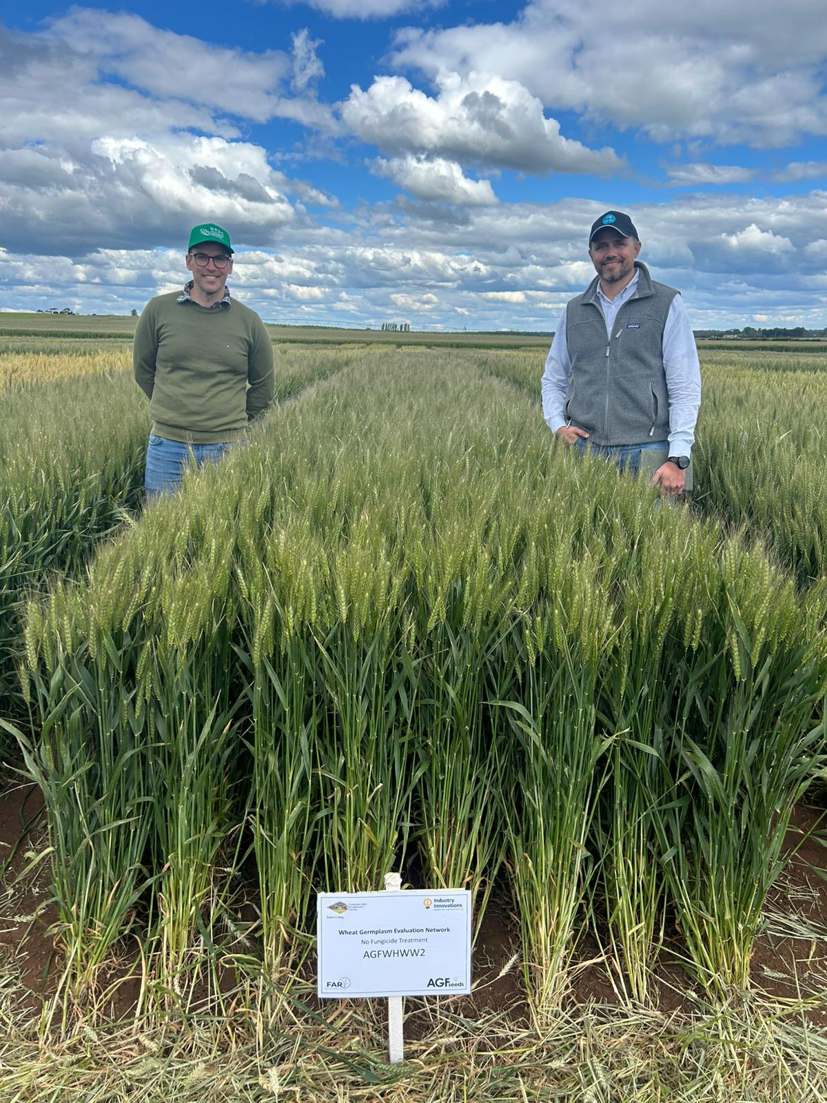Two researchers stand next to a line of wheat plants in an open field in Australia.