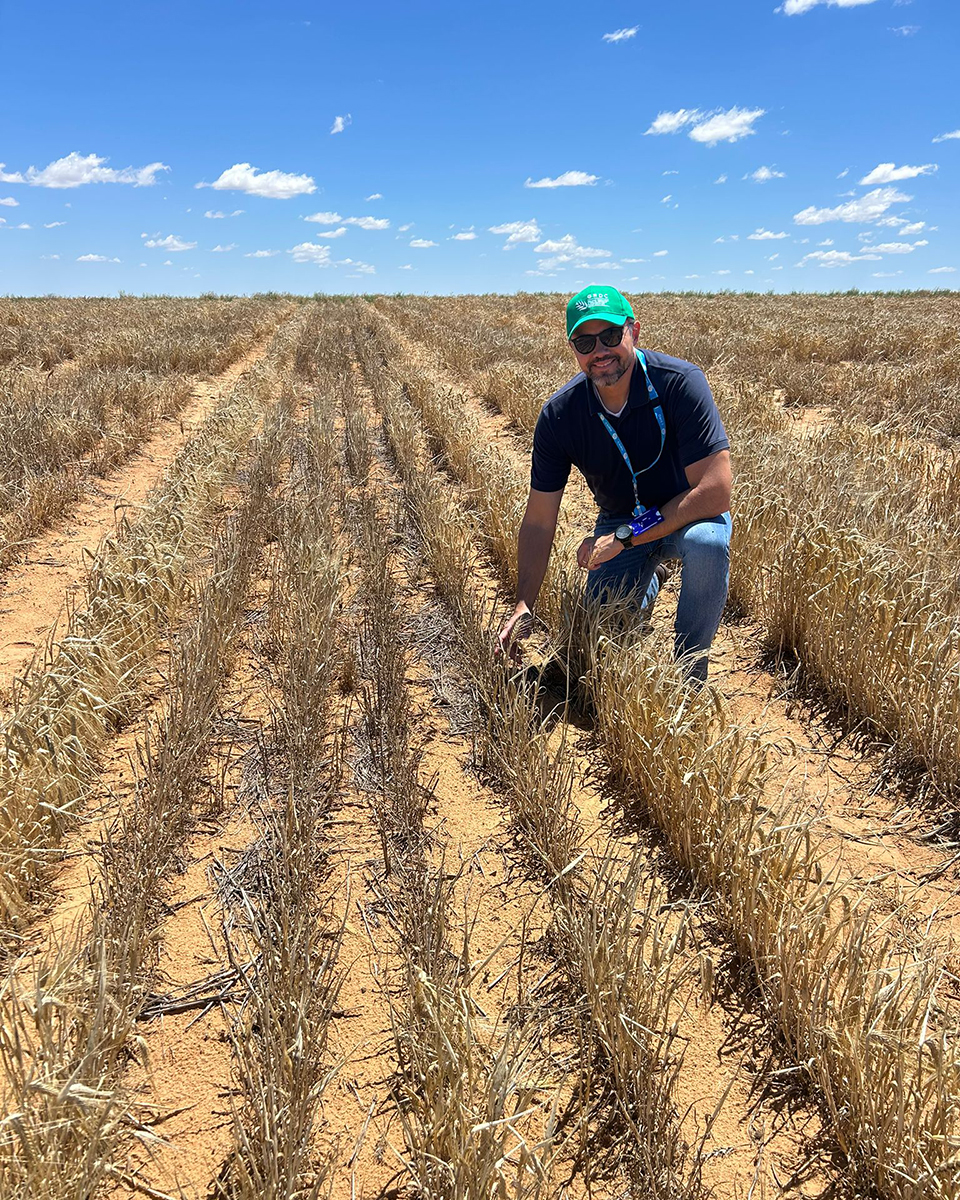 A researcher kneels in a golden wheat field under a brilliantly blue sky and smiles for a portrait.