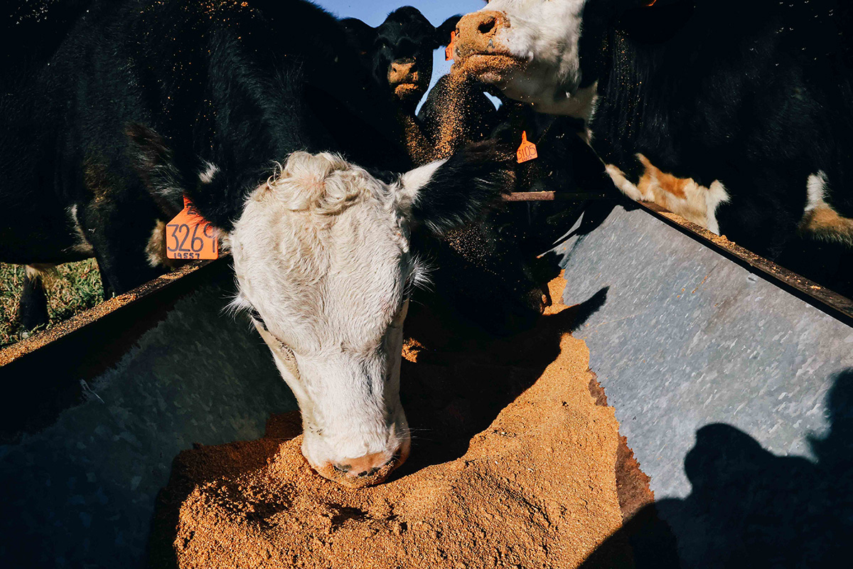 A black cow with a white face is eating from a bin. Another cow behind it has feed falling from its mouth.