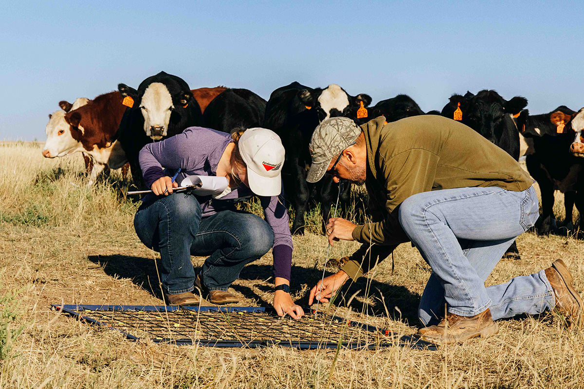 Two people crouch over a metal grate laid down in a pasture to measure forage levels with cattle in the background.