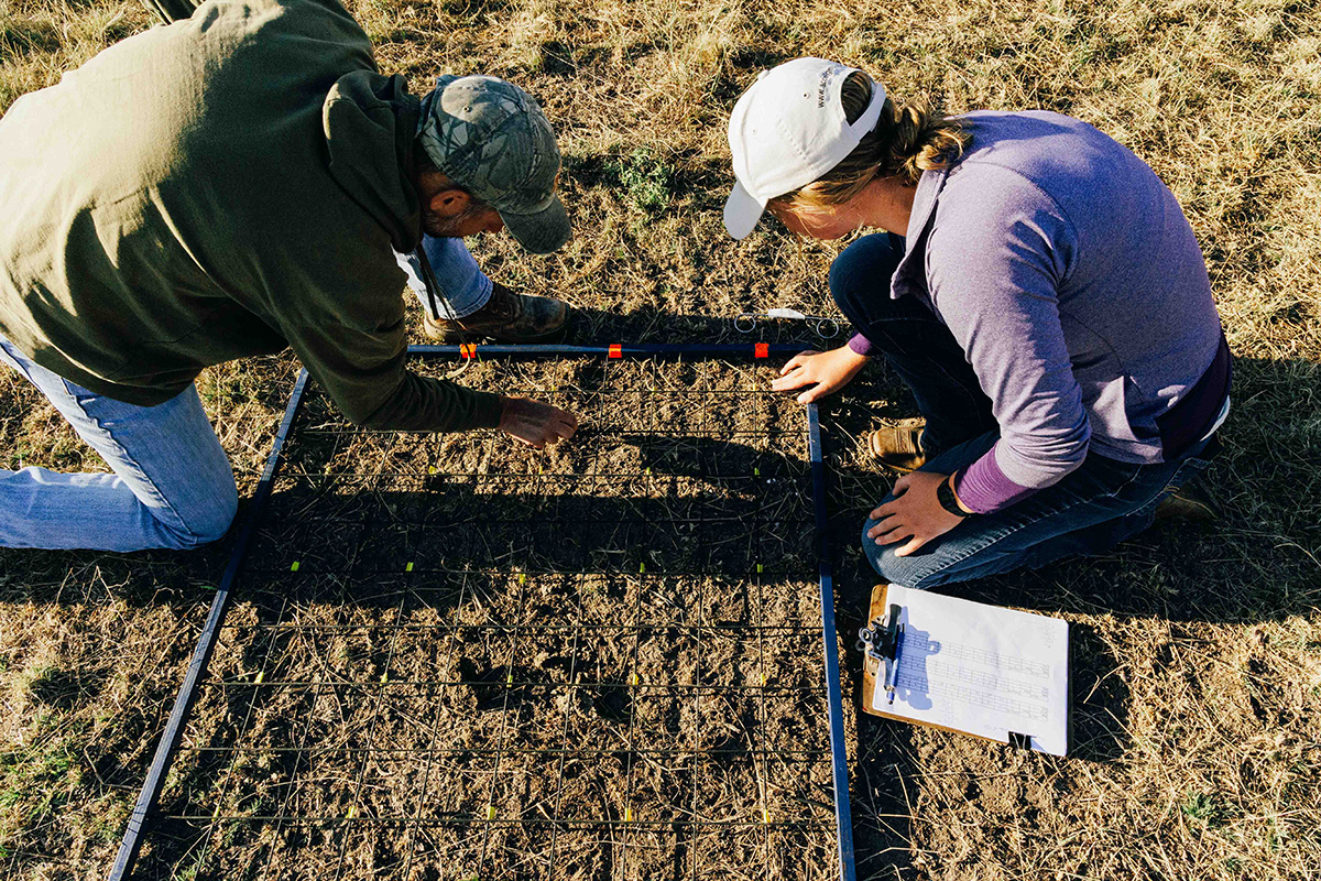 : Two people crouch over a metal grate laid down in a pasture to measure forage levels