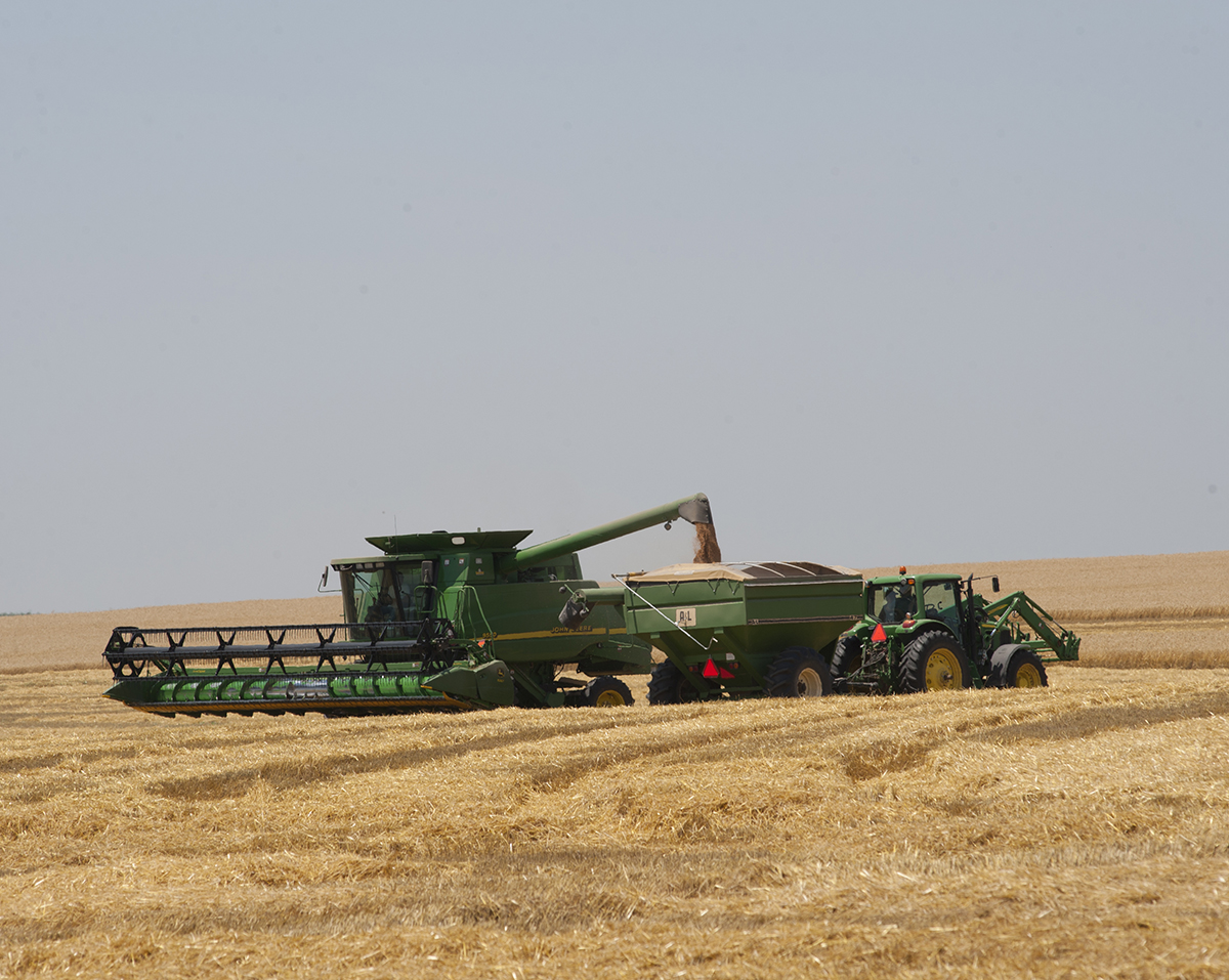 A green combine harvests wheat in a golden field under a blue sky.