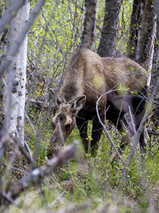 A wild moose in Alaska. 