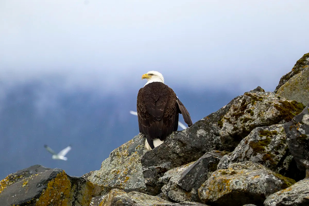 A bald eagle at Seward Harbor. Photo by Walker Lenon. 