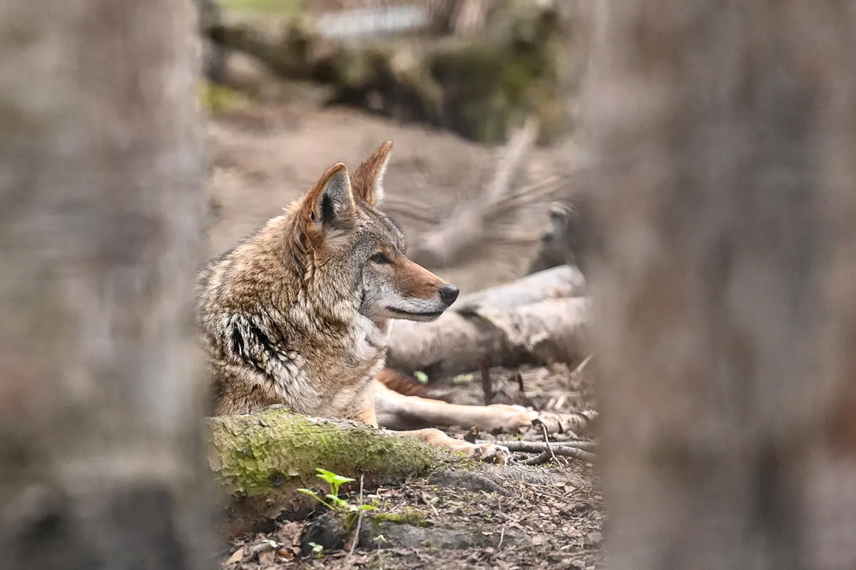 A coyote at the Anchorage Zoo. 