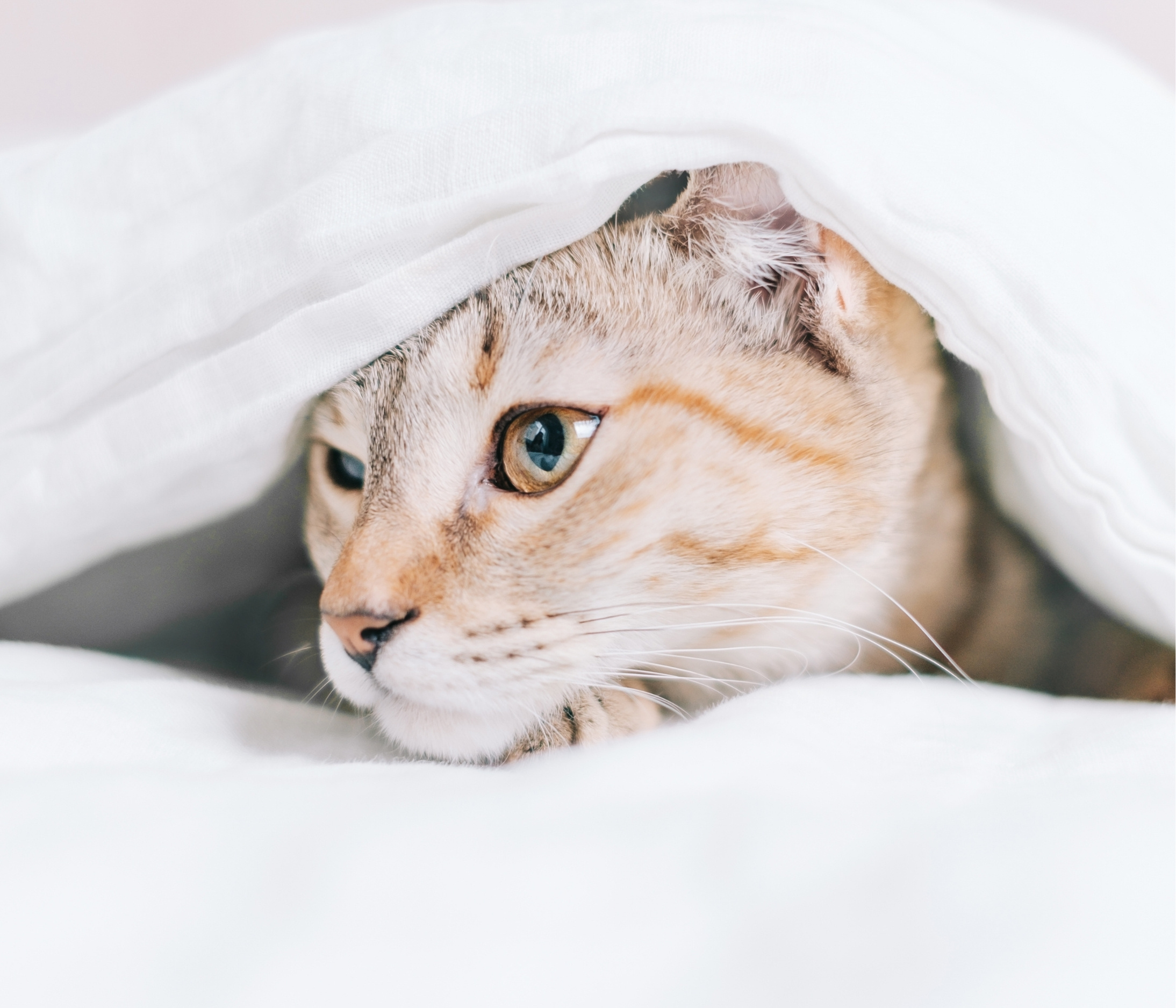 A cat hides underneath a white blanket
