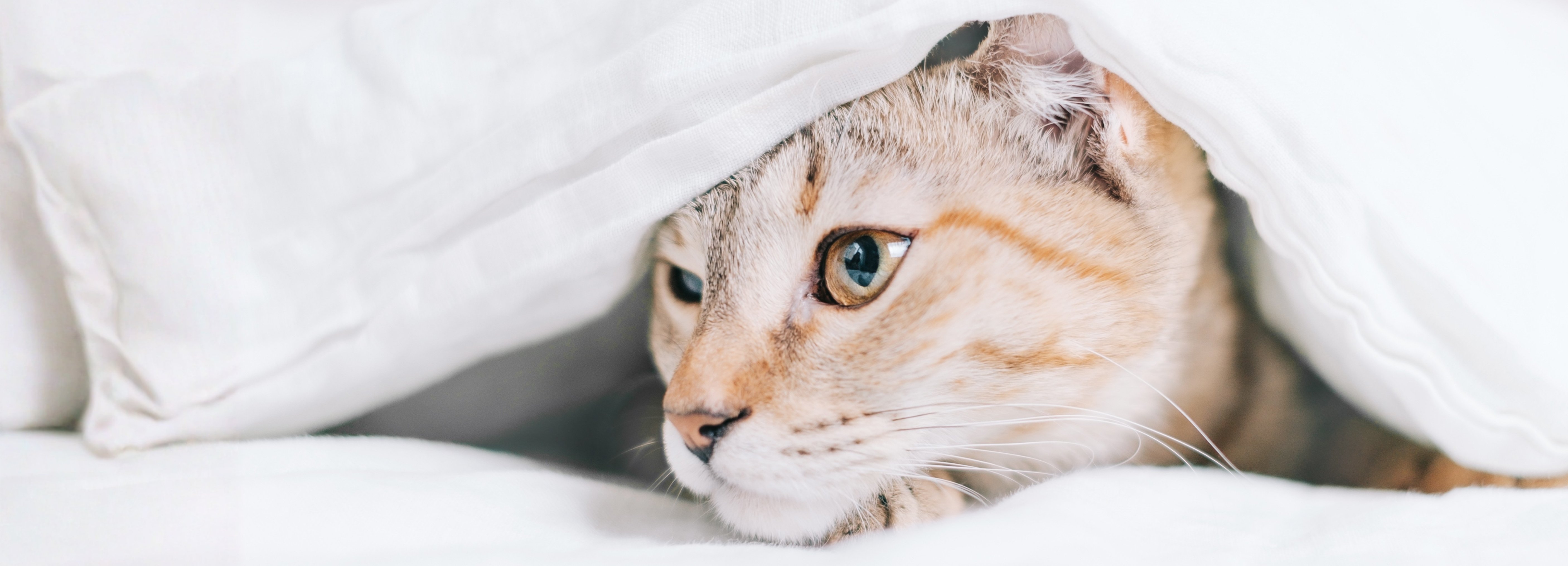 A cat hides underneath a white blanket