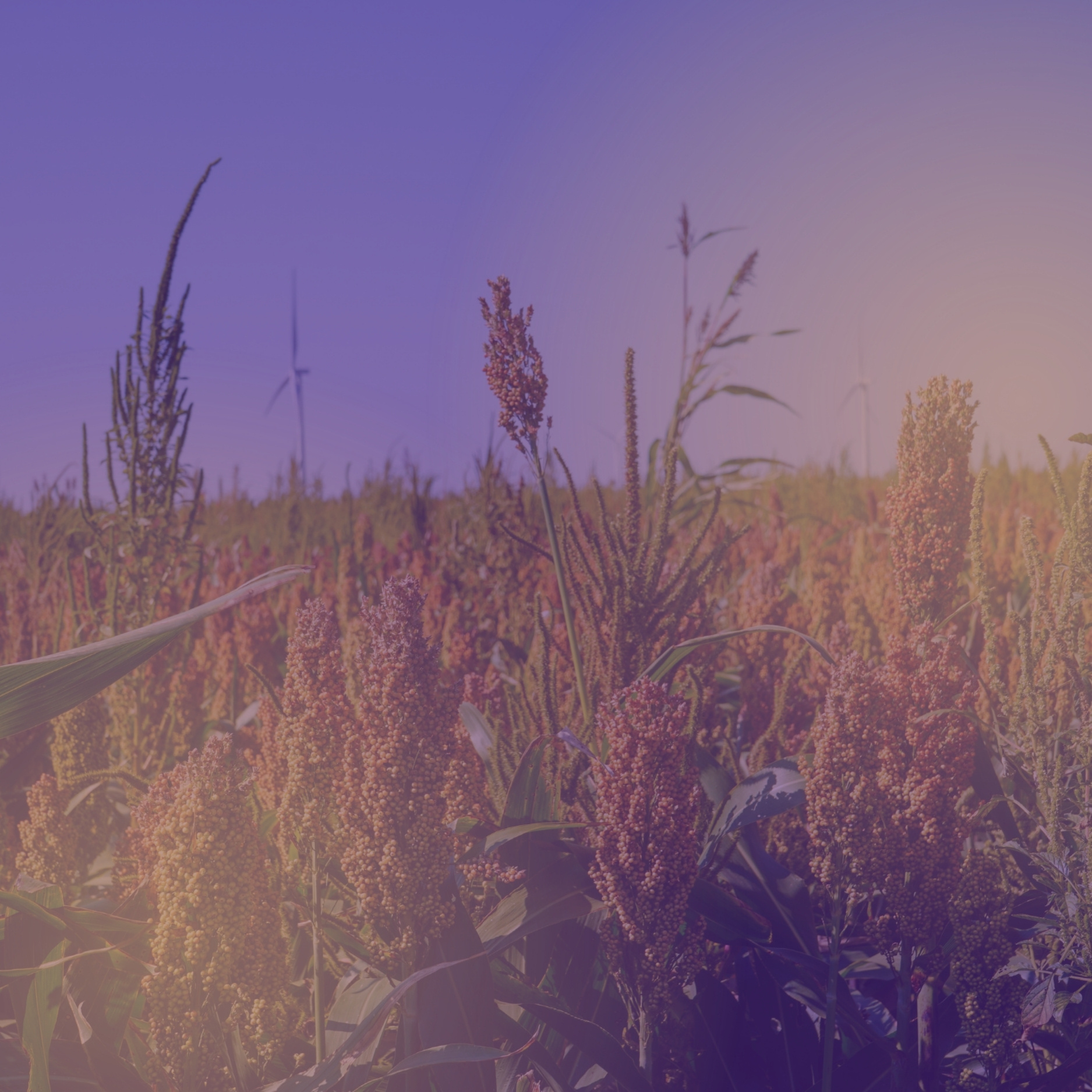 A close-up image of a wheat field with a purple overlay