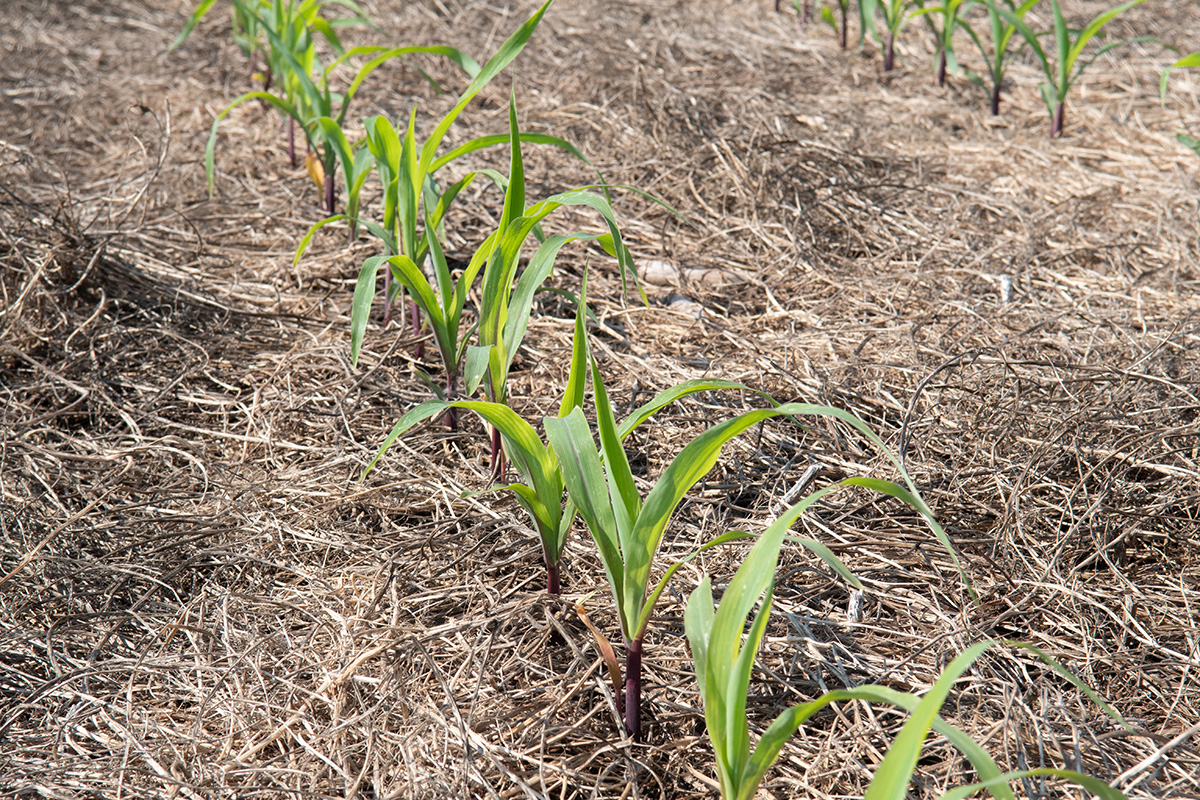 A row of green plants is shown in a field amidst a brown cover crop.